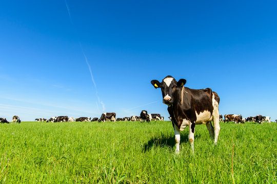 Grass-fed cattle grazing under an open blue sky